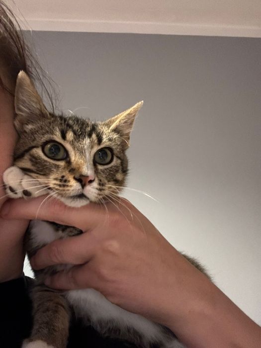 Kotka Lusia 4-5 m-cy do adopcji