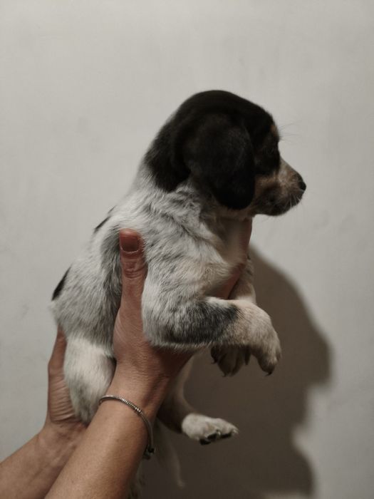 Do oddania 2 dziewczyny