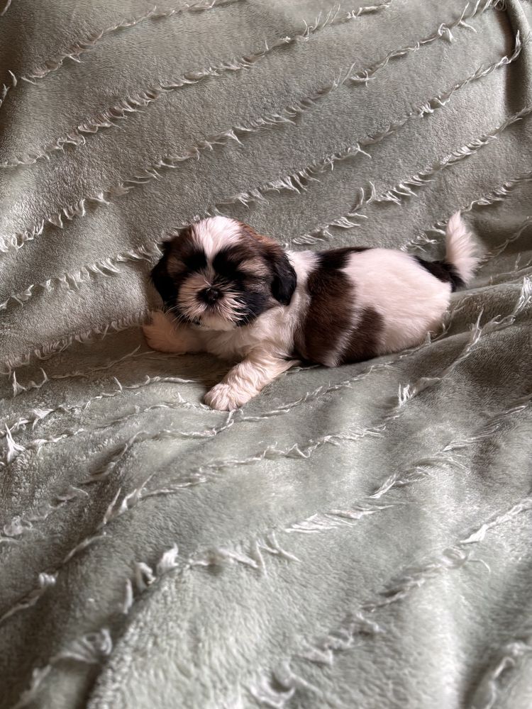 Shih Tzu Suczka.