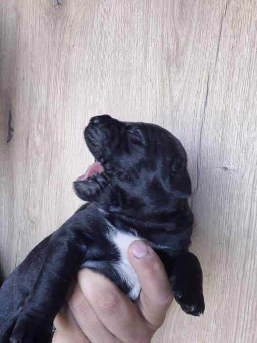 Czarny Szczeniak Cane Corso szczeniaczek mocni rodzice, rodowód