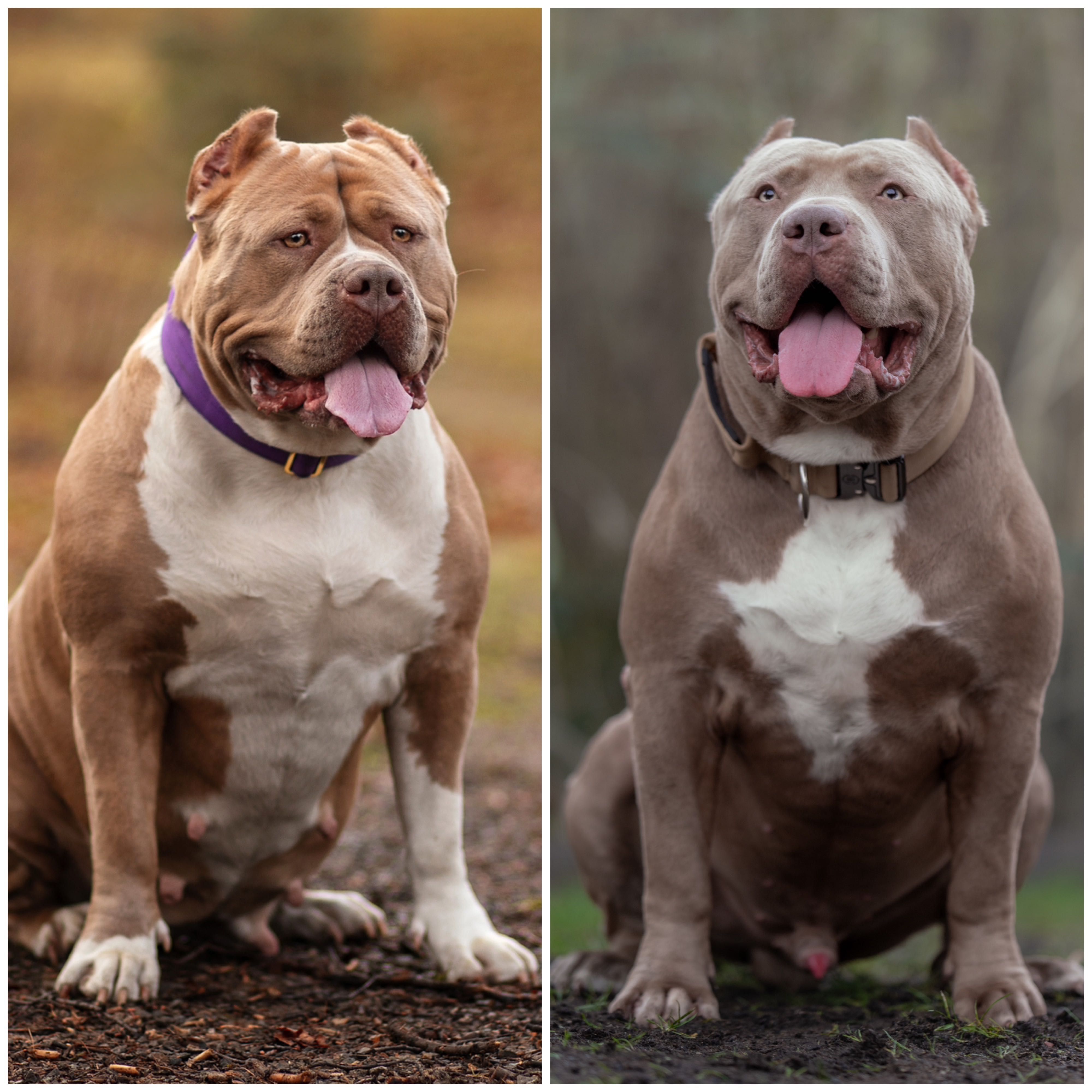 Suczka American Bully XL