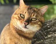 Kocurek Bengalski Dorosly