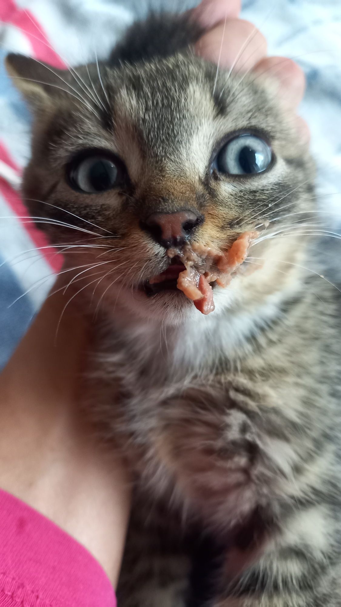 Malutkie groszki do adopcji