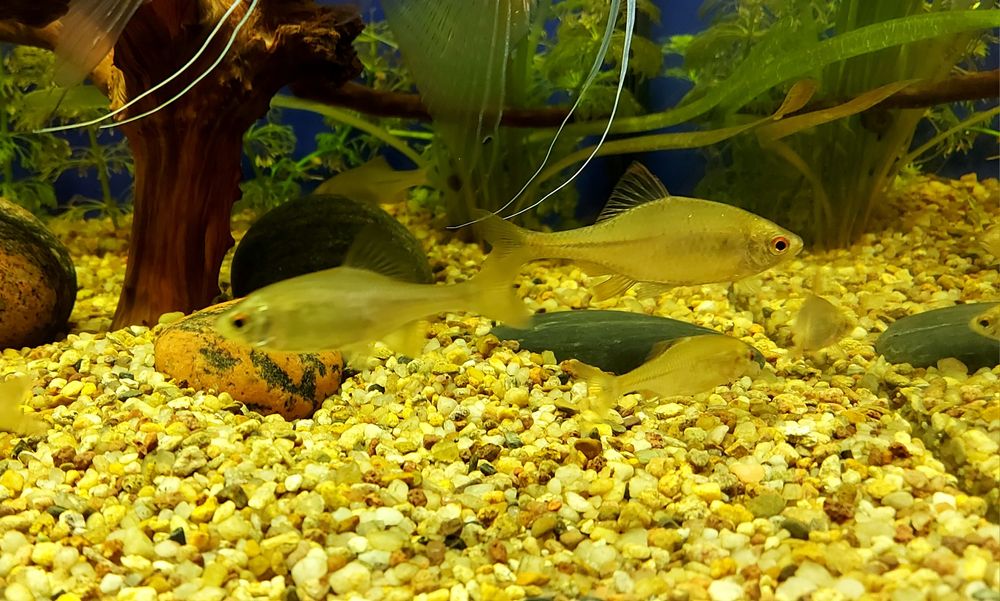 Rybki Tęczanki 4-5cm