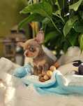 Chihuahua przepiękny chłopczyk