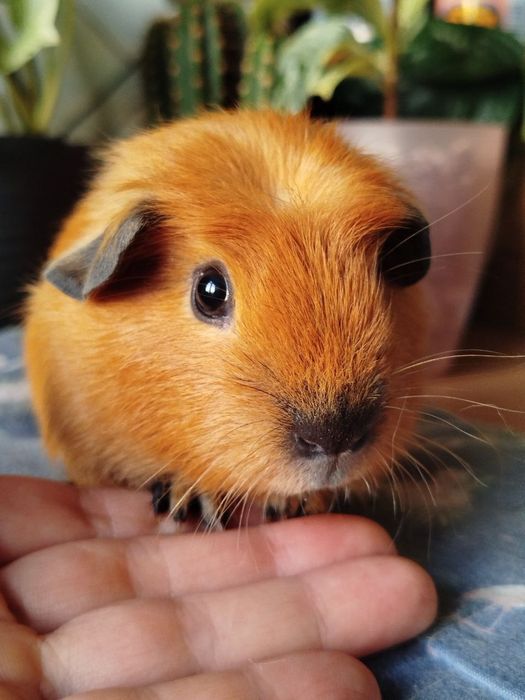 Морська свинка хлопчик