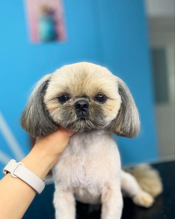 Стрижка собак | грумінг котів | тримінг | Шевченківський р-н