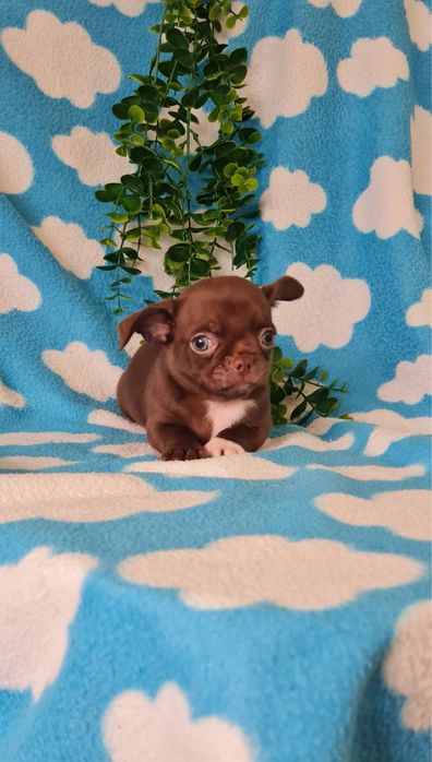 Estupendo mini mini Chocolatinho Chihuahua/Chiuaua de Qualidade