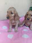 Piesek  Cocker spaniel angielski
