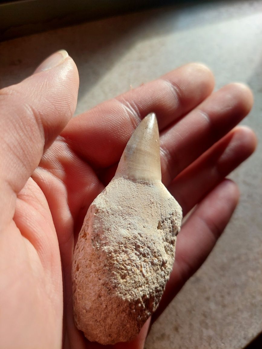 Fóssil dente de Mosassauro