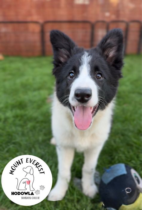 Szczeniak Border Collie