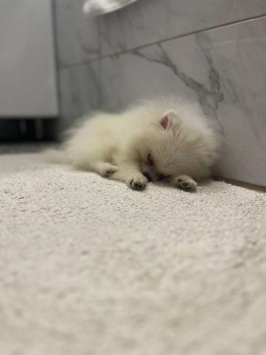 Мини померанский шпиц