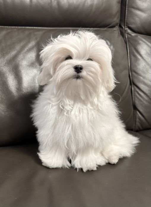 Maltańczyk suczka rodowód ZKwP FCI