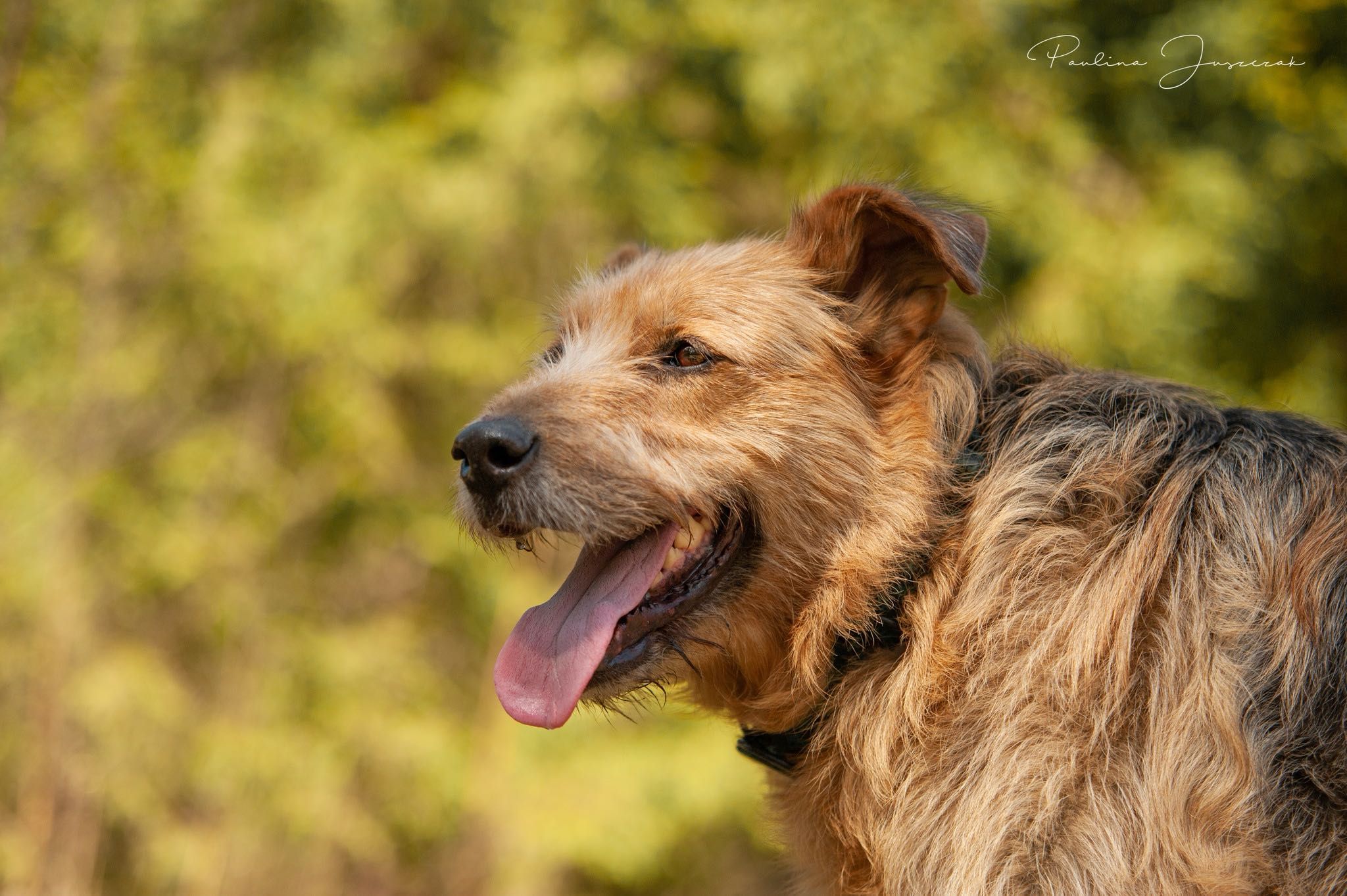 Morel szuka domu! Duży rudy pies do adopcji