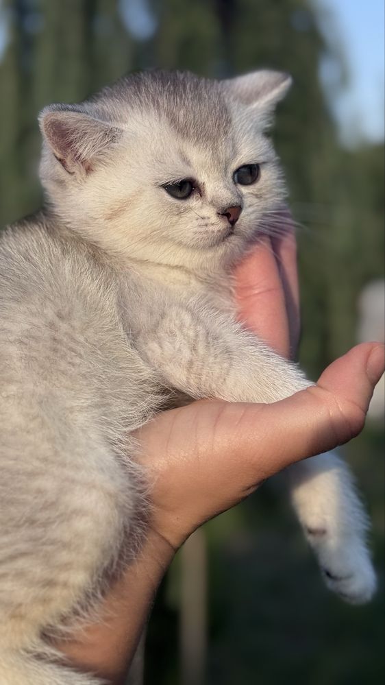 Британські кошенята