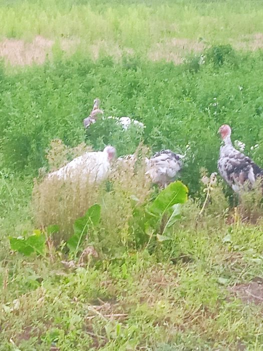 Продам молодих індиків