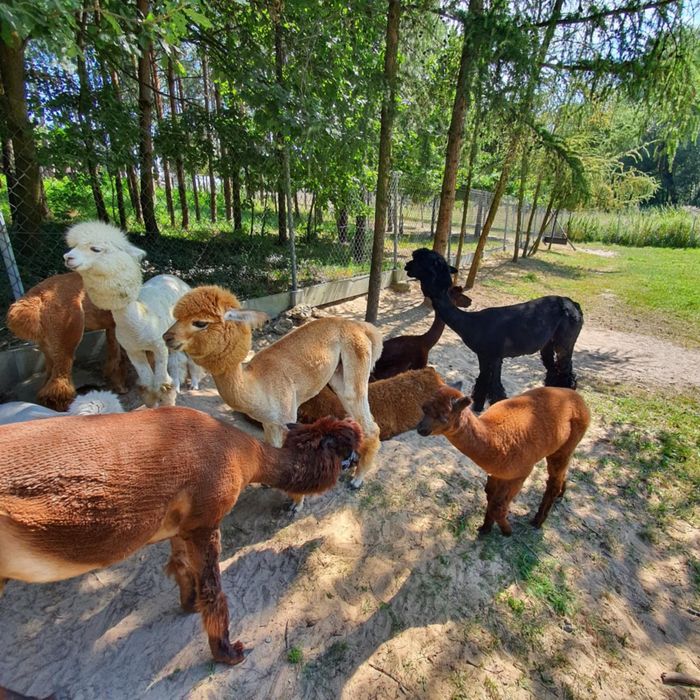 Sprzedam stado alpaki 5 szt huacaya