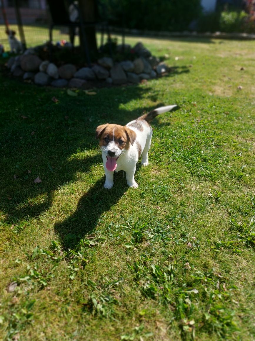 Jack Russell Terrier FCI