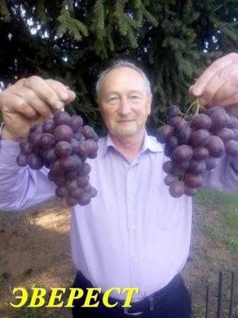 Корнесобственные саженцы винограда