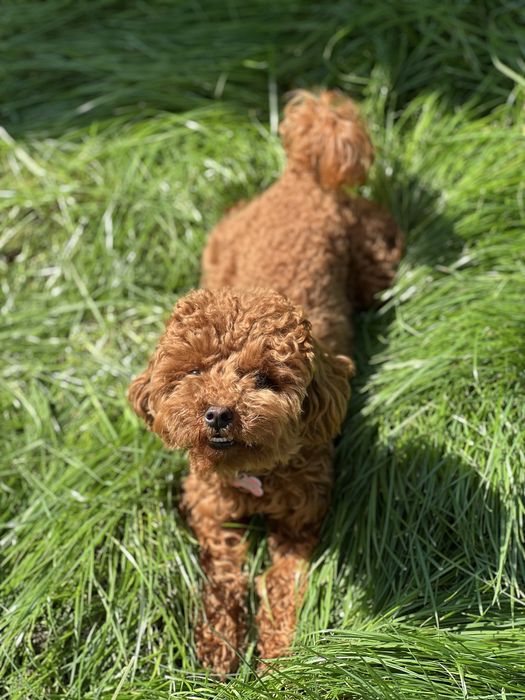 Кінолог/ Дресирування собак з виїздом Київ/київська область
