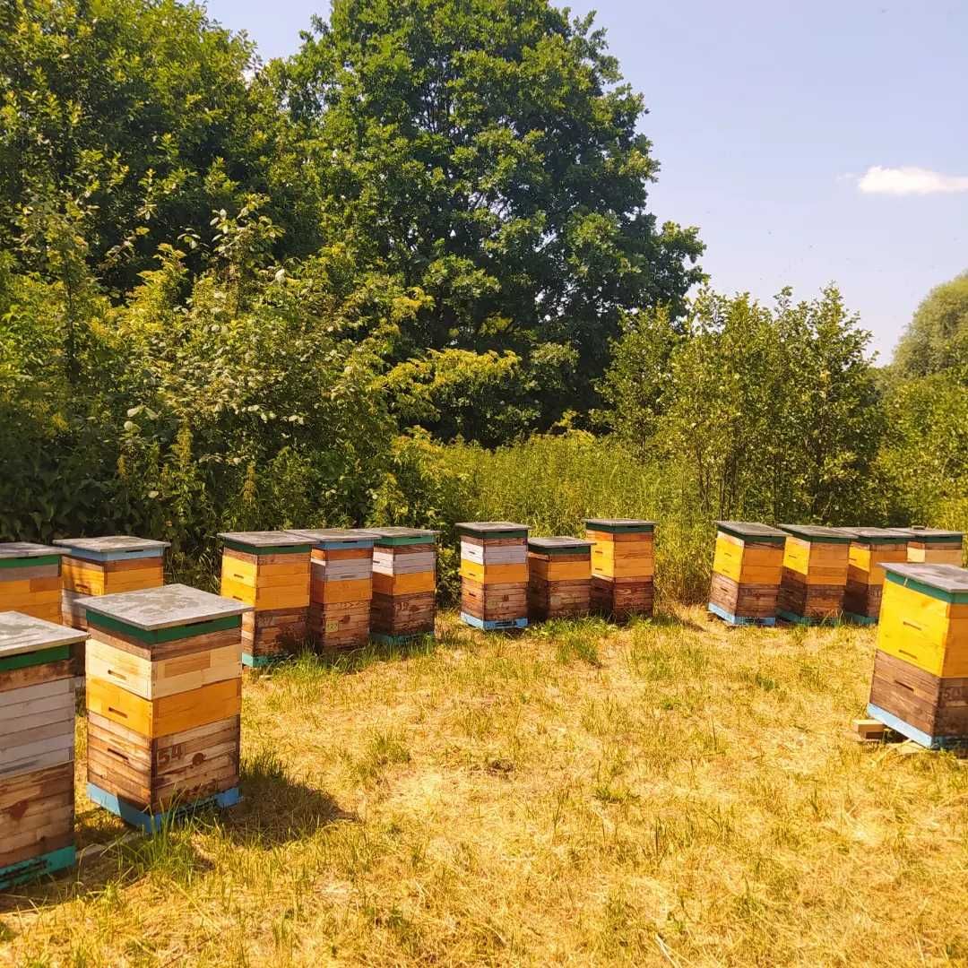 Продам бджолопакети або сім'ї