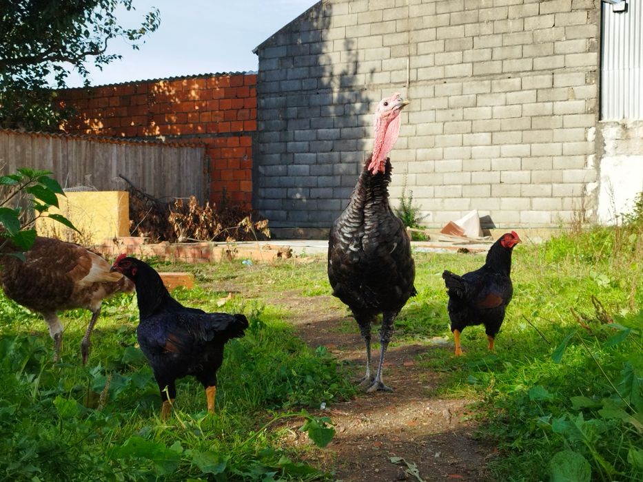 Perus  castanhos e pretos
