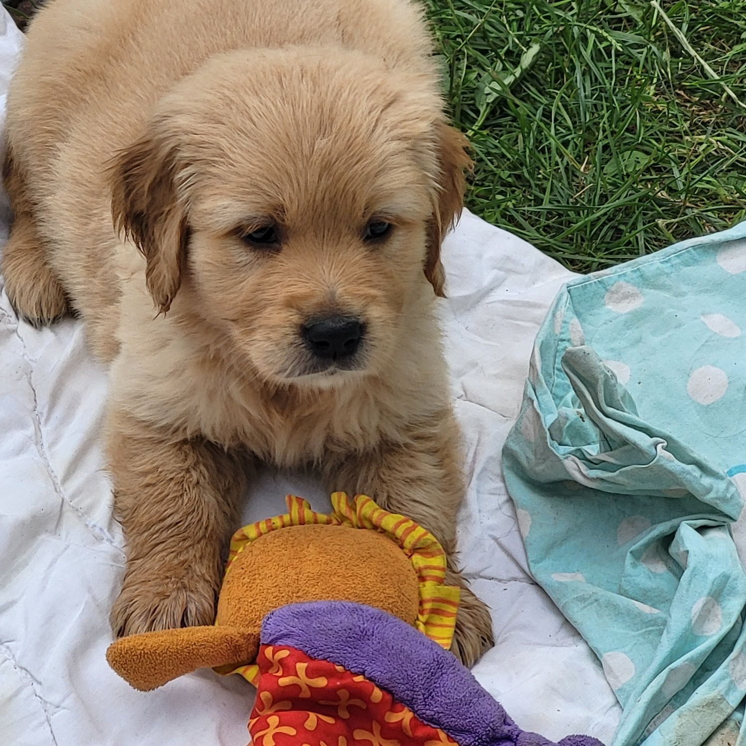 Golden retriever pies samiec 4 pokoleniowy rodowód badania