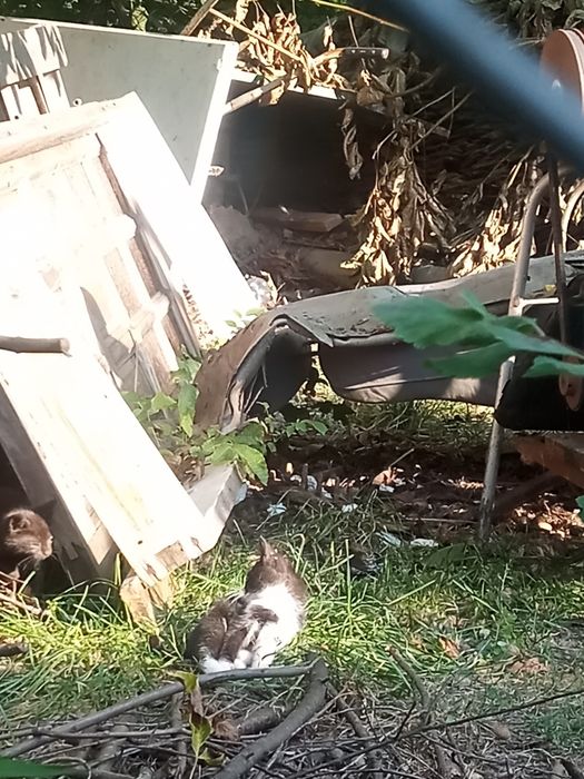Oddam śliczne  kotki za darmo