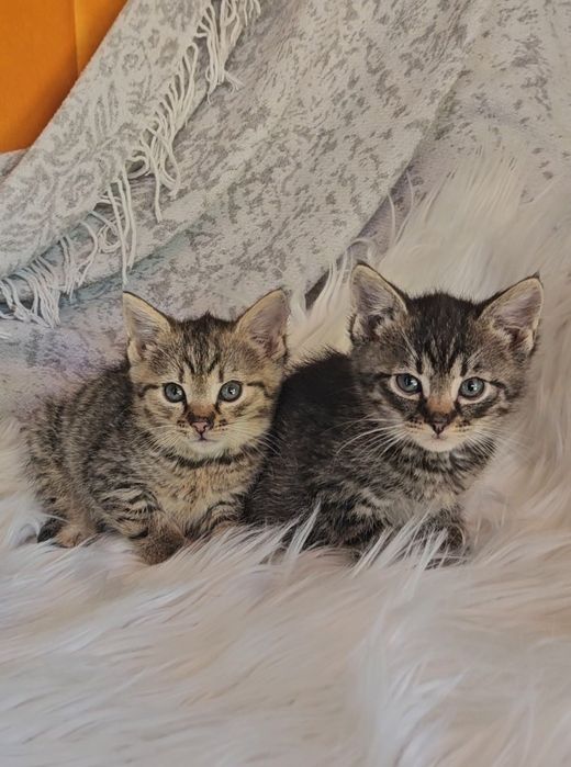 Kotki szukają domów