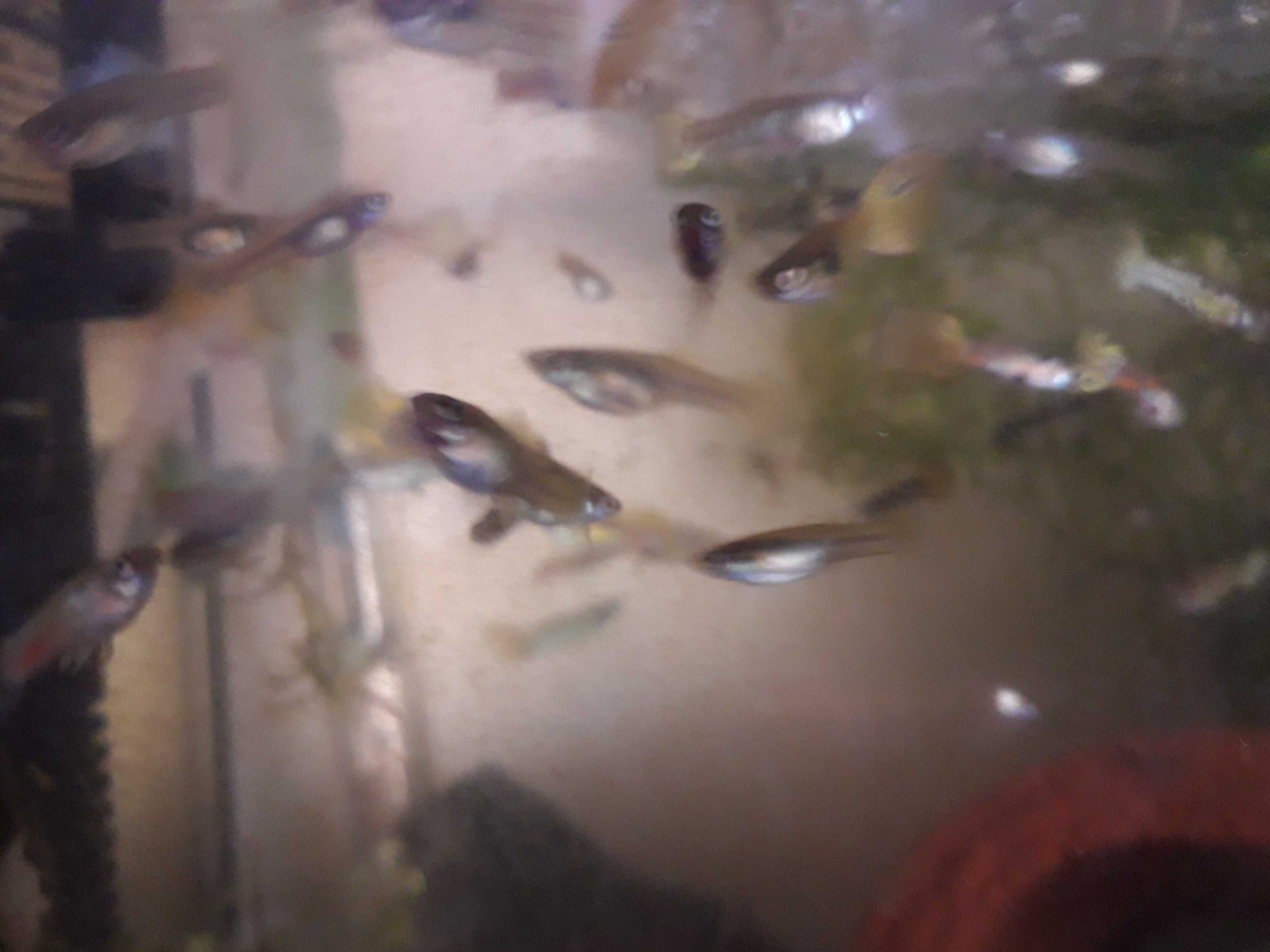 Guppys SÓ  Guppys