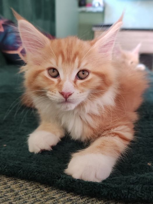 Kotka Maine Coon