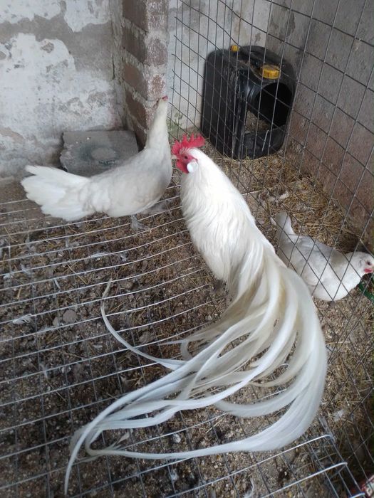 Fênix garnizos raça pura