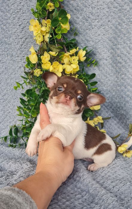 Excecional menina super mini mini Chihuahua/Chiuaua LinhagemRussa