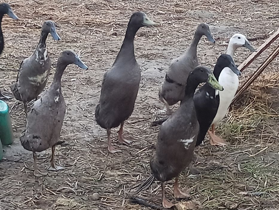 Kaczory biegus indyjski