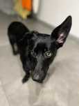 LUNA - 10 miesięczna sunia do adopcji