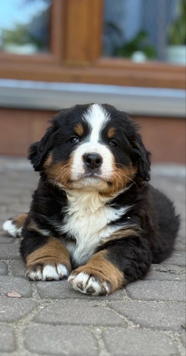 Berneński pies pasterski z rodowodem