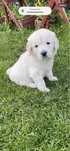 Szczeniak Golden Retriver