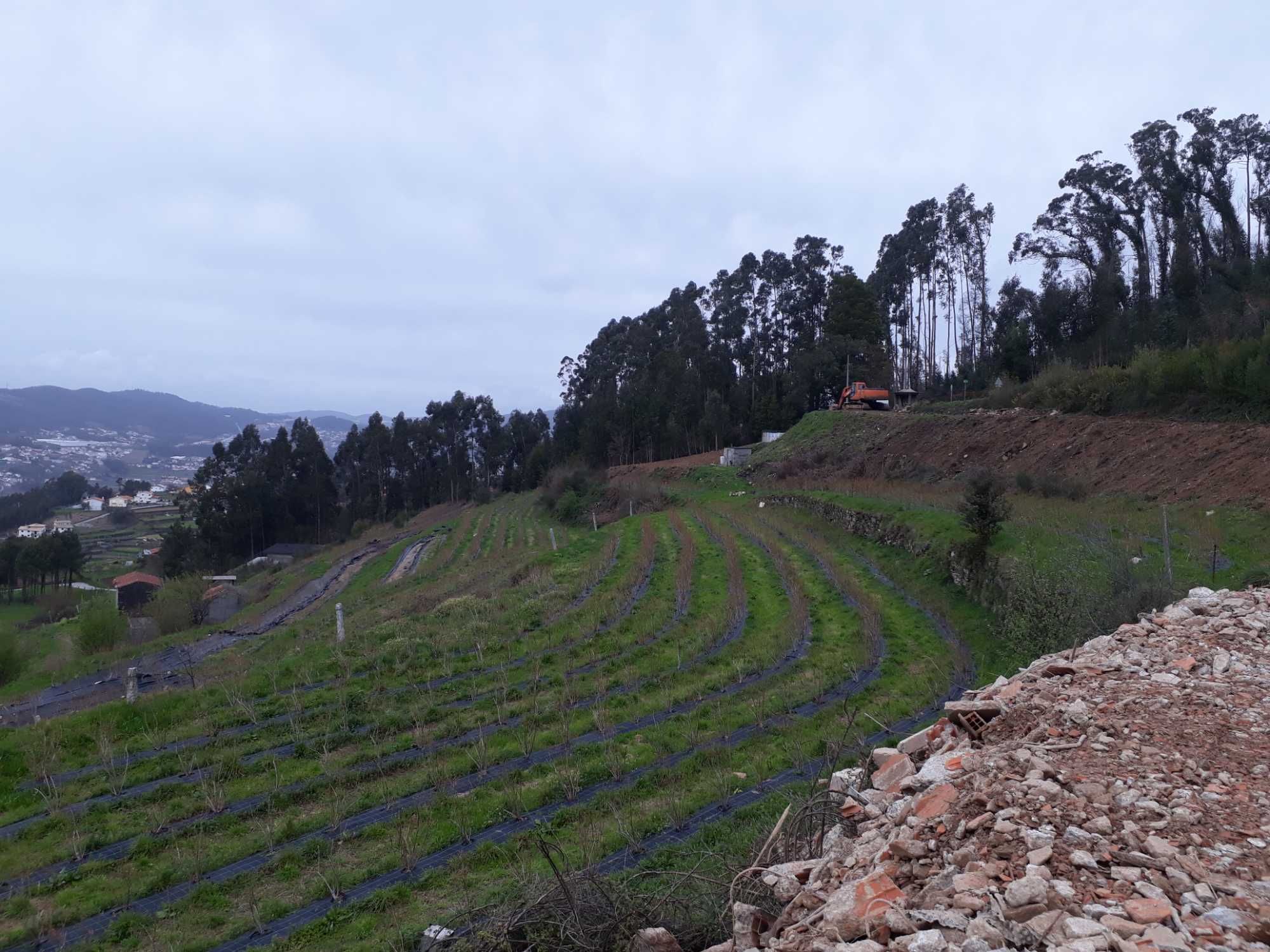 Terreno - São Pedro de Castelões