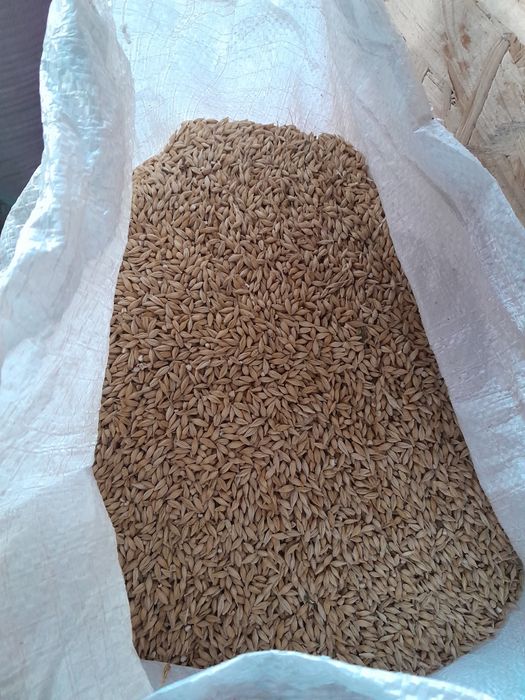 Продам перевіяний ячмінь