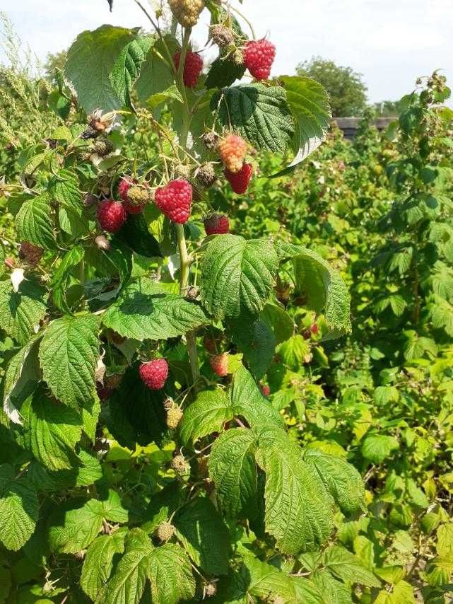 РОЗПРОДАЖ/Саджанці солодкої дуже родючої малини з гарною кореневою