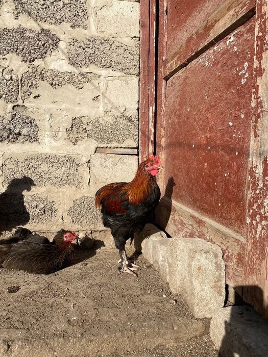 Півні породи Маран чорно-мідний, блакитно-мідний