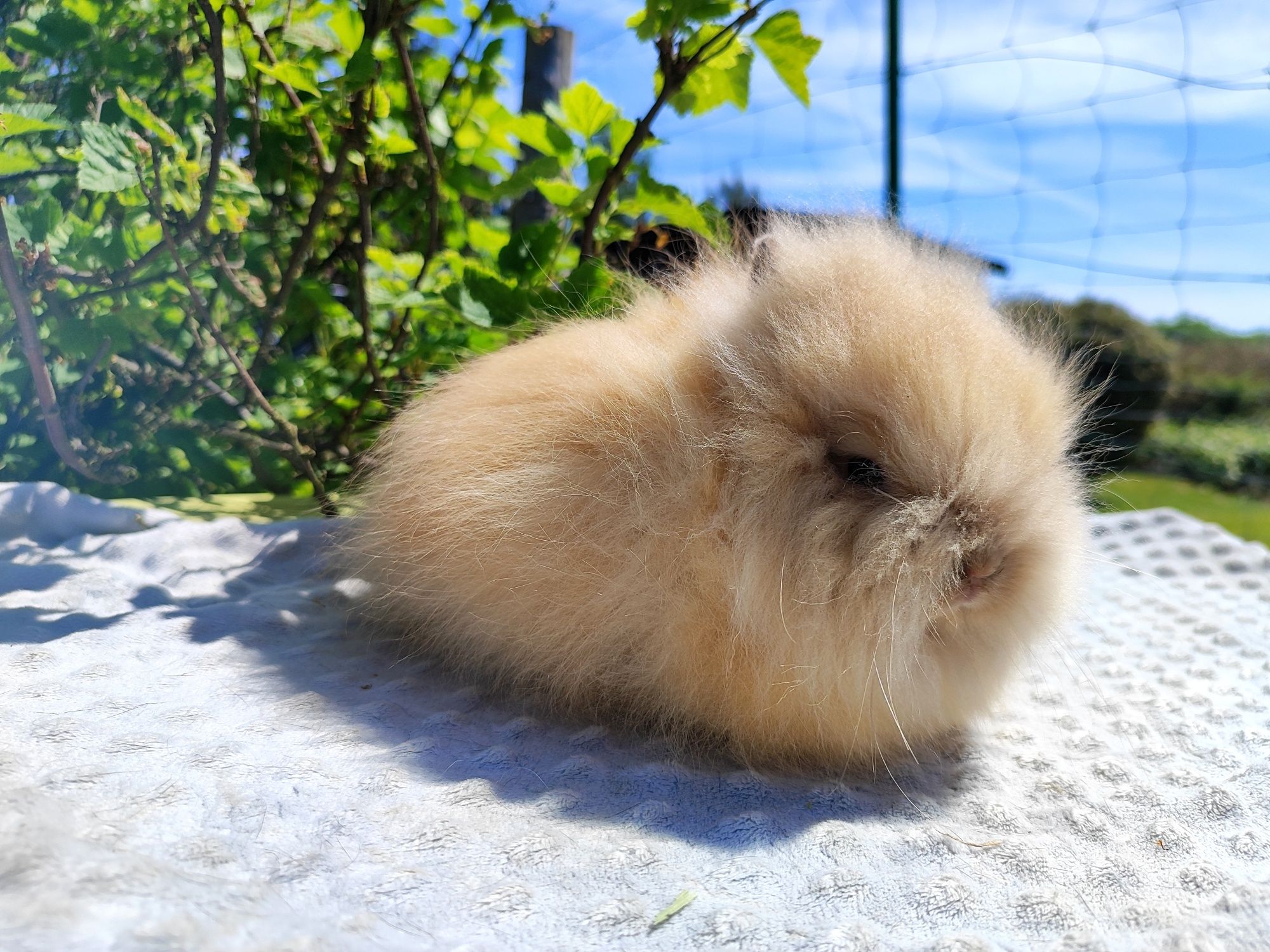 Karzełek teddy metryka rasowy legalna hodowla królik miniaturka