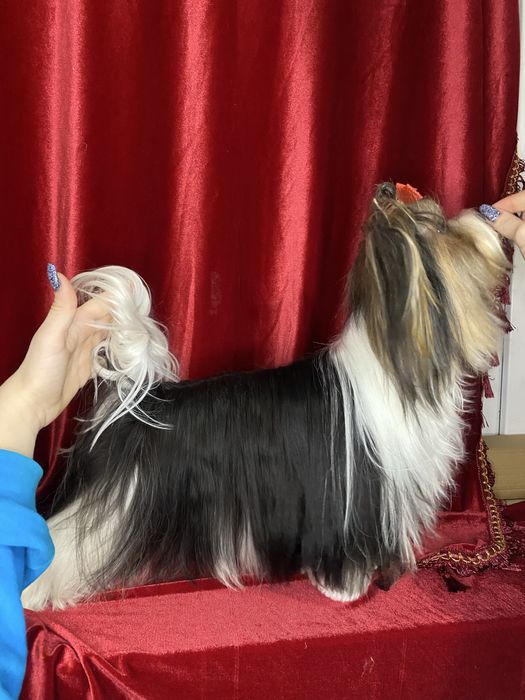 Вязка бивер йорка доки Ксу