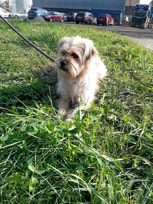 Teddy cudny psiak do adopcji