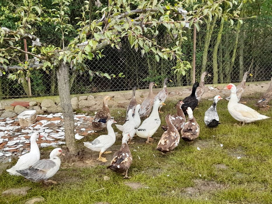 Kaczki francuskie, staropolskie, biegusy