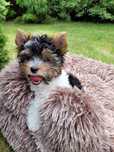 Yorkshire Terrier Biewer