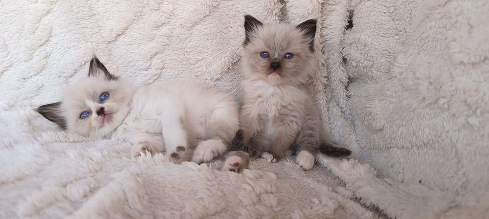 Ragdoll piękna dziewczynka