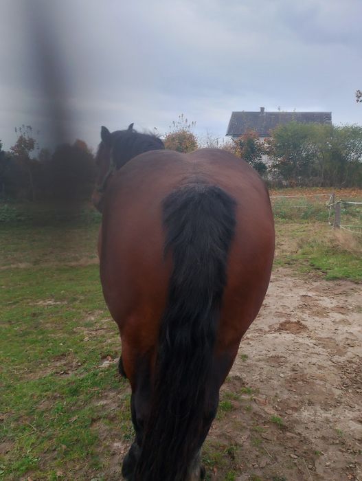 Sprzedam klacz..