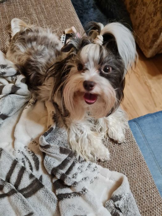 Yorkshire terrier biewer pieski