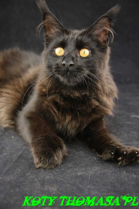JEDYNA Czarna koteczka Maine Coon Polydactyl, gotowa do Odbioru*